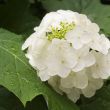 White Hydrangea Flowers