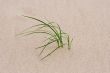 grass through sand