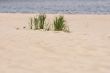 grass on sandy beach