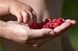 summer berries
