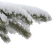 branch under snow