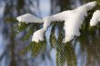 fir bough