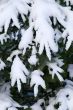 hands of winter