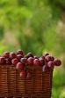 Basket of  wine grapes.