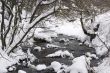 Flowing water with snow and forest trees