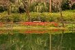 garden reflections
