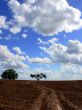 Solitary tree