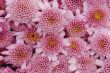 Chrysanthemum Pink