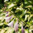 Hosta Blooms