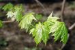 maple branch