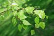 branch