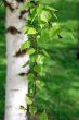 branch