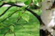 branch