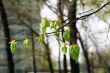 branch