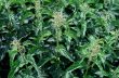 Nettle