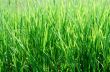 grass