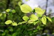 branch