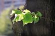 branch