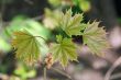 maple branch