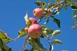 apples on tree