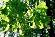 branch