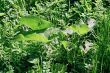 grass