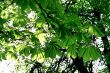 branch