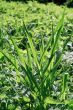 grass