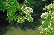 branch
