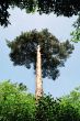 pine tree