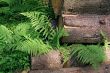 forest fern