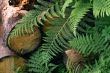 forest fern