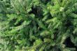 fir tree
