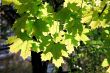 branch