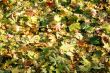 Autumn leaves