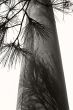 pine branch