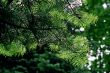 fir tree