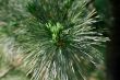 pine tree