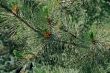 pine tree