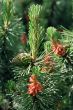 pine tree