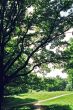branch