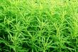 grass