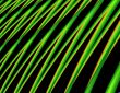 Palm Leaves