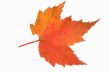 fall maple leaf