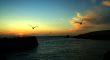 Cornish Sunset Birds