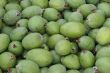 Feijoas  Pineapple Guava