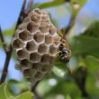 Wasp on Nest