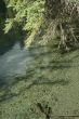 Spruce tree leaning over stream,