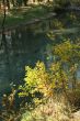 Shrubs & reflections in quiet stream