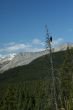 Crow in snag, spruce forest